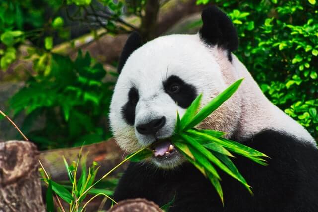 Kung Fu Panda 3 – A family movie for everyone!!!
